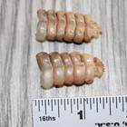 2 Small Rattlesnake Rattles    868   Taxidermy Diamondback Sidewinder