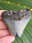 Natural Beautiful 1 94    Megalodon Tooth Fossil Shark Teeth
