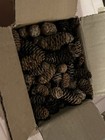 8 Ounces Eight Oz Small Size Pine Cones  300 Ctvarious 1 -2  Minnesota Xmas Decor