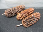 Giant Pine Cones Set Of 3  15   14   12  Great Decor Items  See Pics  