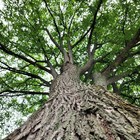 American White Elm Tree Seeds  ulmus Americana  Fast Growing Shade Tree  Hardy-2