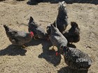 One Dozen Fertilized Plymouth Barred Rock Chicken Eggs For Incubating  12 Eggs