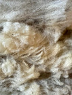 30 lb Wool For Spinning Felting Natural Corriedale Sheep   Lamb Fiber Fur