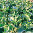 200 chinese Kale Seeds  Kailaan Chinese Broccoli Gai Lan Choi Vegetable Usa