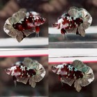 Live Betta Fish Male Red Copper Hmpk Plakad Beautiful Color From Th 9m3