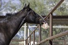 Himalayan Salt Block On Rope For Horses  4 4 Pounds  Ss44