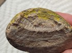 Raw Brachiopod Paleozoic Marine Great Lake Superior Glacial Deposit Rock Fossil