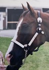 Vtg 90 Circle Y Dark Leather Tri Colored Silver Accent Horse Showmanship Halter 