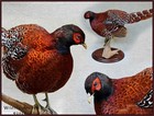 Royal Copper Pheasant Taxidermy Mount Bird Gamebird Feathers Wildlife-artist