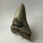 Megalodon Shark Tooth 5 61 Inch - Huge - Authentic Fossil - Real Teeth 19992