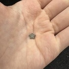 Crinoid Star Fossil     Oxford Clay Jurassic     Tidmoor Point Dorset Uk     Genuine