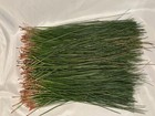 1 Lb   Alabama Long Leaf Pine Needles  Basket Weaving  Pine Needles  Crafts