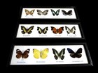 4 Vintage Real Butterfly Insect Taxidermy Wood Framed Display Collection Art X 3