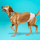 Male Wrap Dog Diapers - 24ct - Up up   