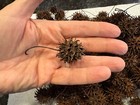 65 Sweet Gum Balls   Witches Burrs   Cleaned   Dried   Crafts  Aquarium