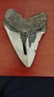 Large Megalodon Shark Tooth 4 93  Authentic Fossil -  Restored