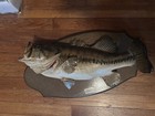 Large Mouth Bass Taxidermy