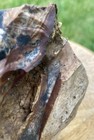 11 98 Lb Biggs Picture Jasper  Lapidary Rough From Biggs  Oregon