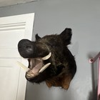 Wild Boar Shoulder Mount Taxidermy Large Animal From Animal Origin Display Decor