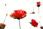 One The Torch To Rose Magic Trick     A Mesmerizing Illusion Of Transformation