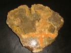 Huge Old Hexagonia Fossil Coral Slab   Iowa     13  Pounds