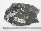 Fern Plant Fossil - Museum Quality Saint Clair Pennsylvania Pa Mine