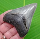3 25     Megalodon Shark Tooth Real Fossil -ace River  Sc - Natural Authentic