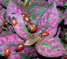 1500 Live Ladybugs   Hirt s Nature Nectar-guaranteed Live Delivery -new Freeship