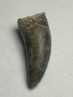 Eocarcharia Tooth 