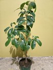 Soursop Tree   Graviola   Guan  bana     Developed Tropical Fruit Tree  91 Cm     Liv