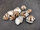 Mexican Sunset Striped Clam Seashells  15 Shells Approx  1 25  Inches 