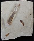 Squid 88 - Museum Quality All Natural Zero Repairs - Cretaceous Fossils Lebanon