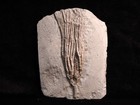Long-armed Cosmetocrinus Gracilis Fossil Crinoid  Crawfordsville  In