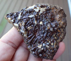 Botryoidal Fossil Coral Geode Fragment Ga Agate Amber Marine Specimen Wc35