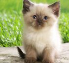 Cat Grass Blend   Totally Organic Combo Mix Of Seeds From A Trusted U s  Source