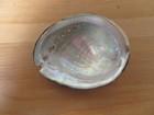 Vintage Beach Find Shell - Black Abalone  haliotis Cracherodii  - Rare Xxxii