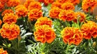 100 Sparky French Marigold Seed Mix   Sale Free Shipping Non Gmo Butterflies