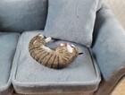 Dollhouse Tabby Cat Lying Down Brown Striped 1 12 Scale Miniature Pet Kitty