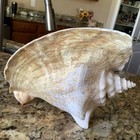 Beautiful Queen Conch Shell Natural Sea Shell