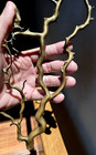 Natural Hawaii Gold Coral 13 5  Tree                          Specimen free Black Coral Cabocho