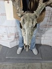 Wild 11 Point Whitetail Deer Antler Rack Horn Skull European Mount Man Cave 134 