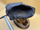 Gigantic Leviathan Cetacean Ear Bone Fossil - Possibly Record Size Huge Ear Bone