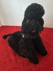 Vintage Steiff Poodle Snobby Black Mohair Collar Hang Tag Germany Jointed 14 