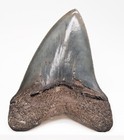 Megalodon Shark Tooth Real Fossil - Georgia  Usa  No Restorations