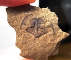 Weird 1 4 Cm Fossil Horseshoe Crab - Euproops - Mazon Creek - Both Sides - Il