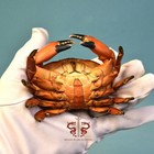 Crab Specimen Atergatis Integerrimus  Museum-quality Taxidermy   Display Box