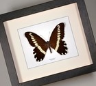 Papilio Mechowi    Real Framed Butterfly