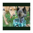 Heated Pet Bowl  Outdoor Pet Thermal Water Bowl  Dog Cat Heated Water Bowl Wi   