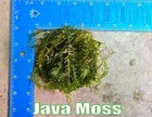 Java Moss Singapore Moss Live Aquatic Plants Live Aquatic Plants Plant Betta