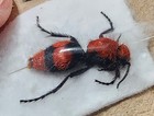 Dasymutilla Occidentalis Red Velvet Ant Wingless Female Wasp Indiana Cow Killer